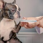 Electric Dog Nail Clippers for Dog Nail Grinders Rechargeable USB Charging Pet Quiet Cat Paws Nail - Image 6