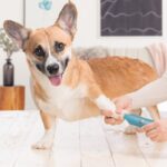 Electric Dog Nail Clippers for Dog Nail Grinders Rechargeable USB Charging Pet Quiet Cat Paws Nail - Image 7