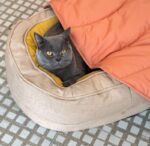 Leaf-Shaped Multi-Functional Pet Mat – Plush, Thick, and All-Season Comfort for Your Cat or Dog, Perfect as a Floor Pad, Crate Cushion, Sofa Protector, or Cozy Blanket (Orange) - Image 4