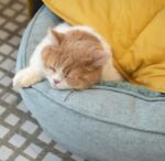 Leaf-Shaped Multi-Functional Pet Mat – Plush, Thick, and All-Season Comfort for Your Cat or Dog, Perfect as a Floor Pad, Crate Cushion, Sofa Protector, or Cozy Blanket (Orange) - Image 11