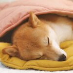Cozy Leaf-Shaped Pet Mat for Dogs and Cats – Multi-Use Plush Sleeping Pad, Warm Blanket, and Crate Cover for All Seasons, Soft Pillowy Cushion Perfect for Resting, Napping, or Snuggling Anytime (Yellow) - Image 8
