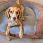 Plush Orthopedic Pet Sofa Bed with Bolstered Edges – Ultra-Soft Sponge Filled Luxury Dog and Cat Couch, Waterproof Inner Liner & Removable Washable Cover for Medium-Sized Pets Up to 35kg (Grey) - Image 3