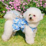 Zichen Vest Pet Harness Dog Cat Traction Rope Jk romantic pink + 1.2m traction rope M (recommended 4.00 kg-5.00 kg - Image 3